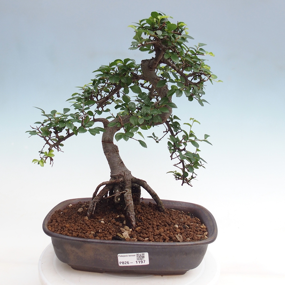 Room bonsai - Ulmus parvifolia - Small-leaved elm