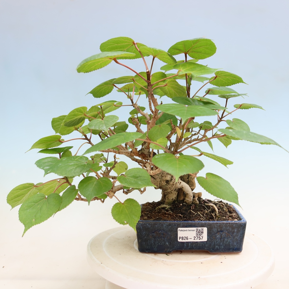 Indoor bonsai - Hibiscus tiliaceus - Sea Hibiscus