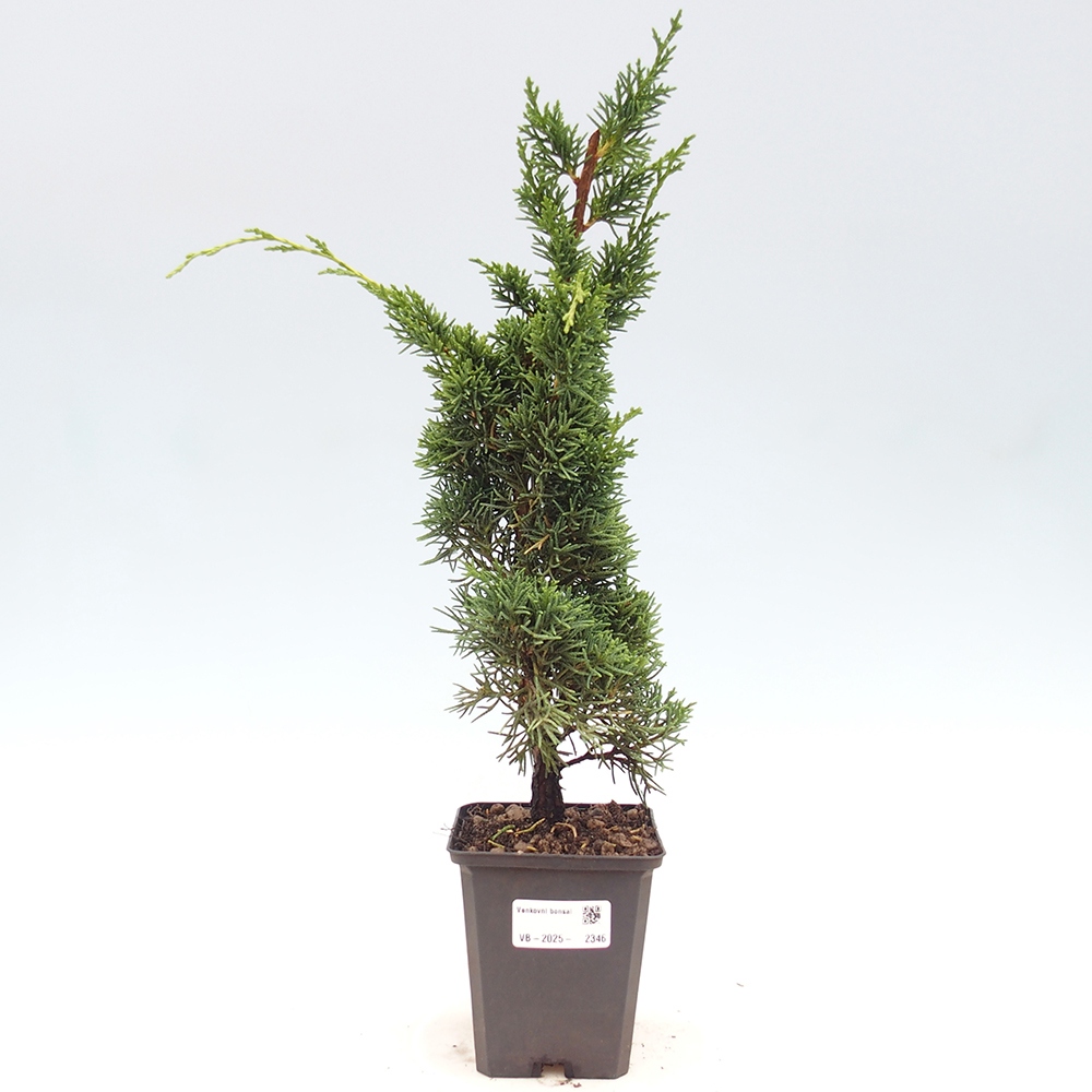 Outdoor bonsai - Juniperus chinensis Kishu - Chinese juniper