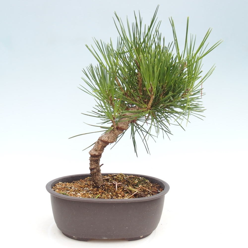 Outdoor bonsai - Pinus thunbergii - Thunbergia pine