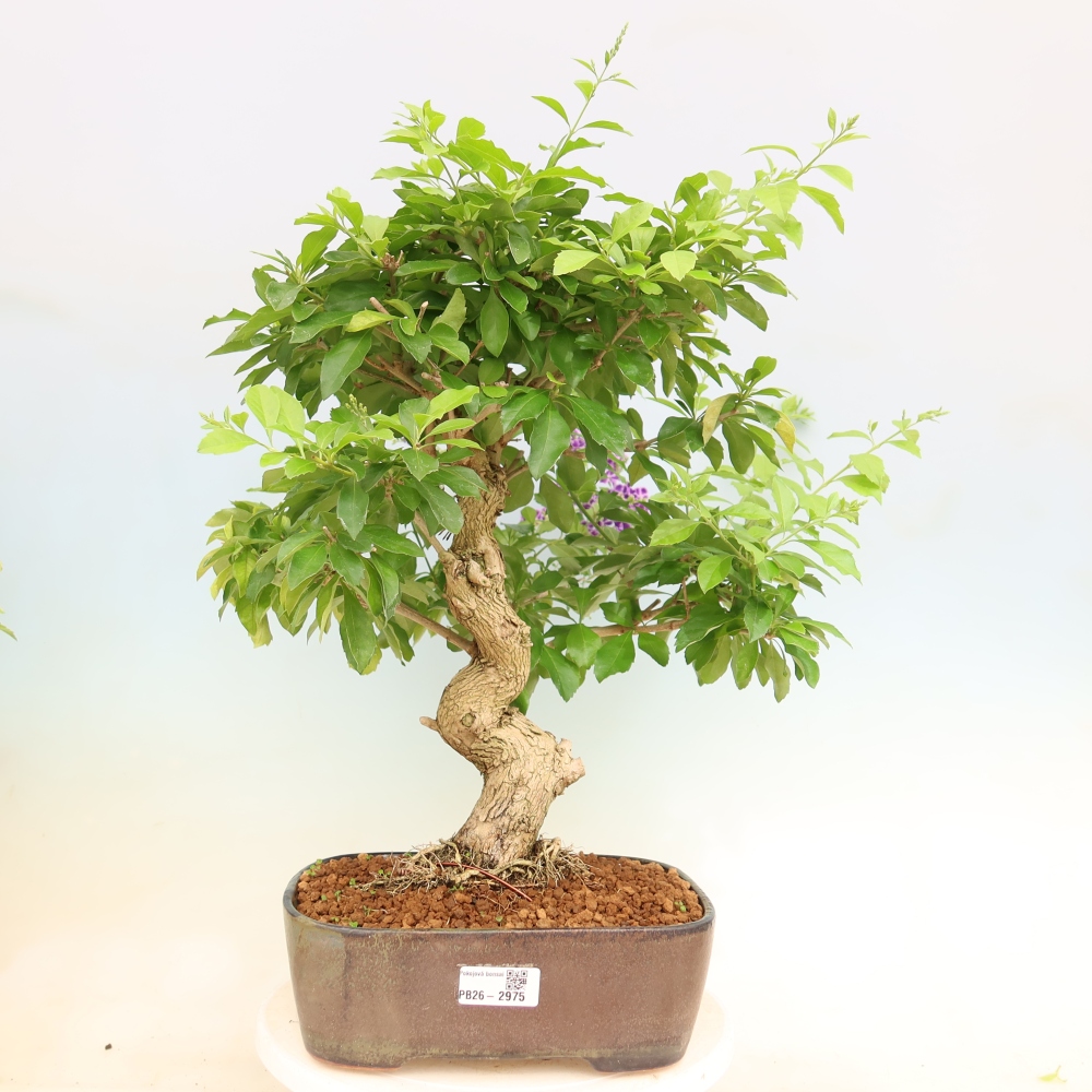 Room bonsai - Duranta erecta Aurea