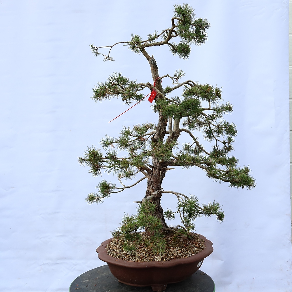 Pinus sylvestris Spain - Scots pine