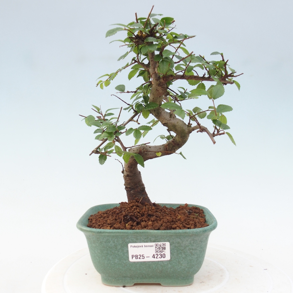 Room bonsai - Ulmus parvifolia - Small-leaved elm