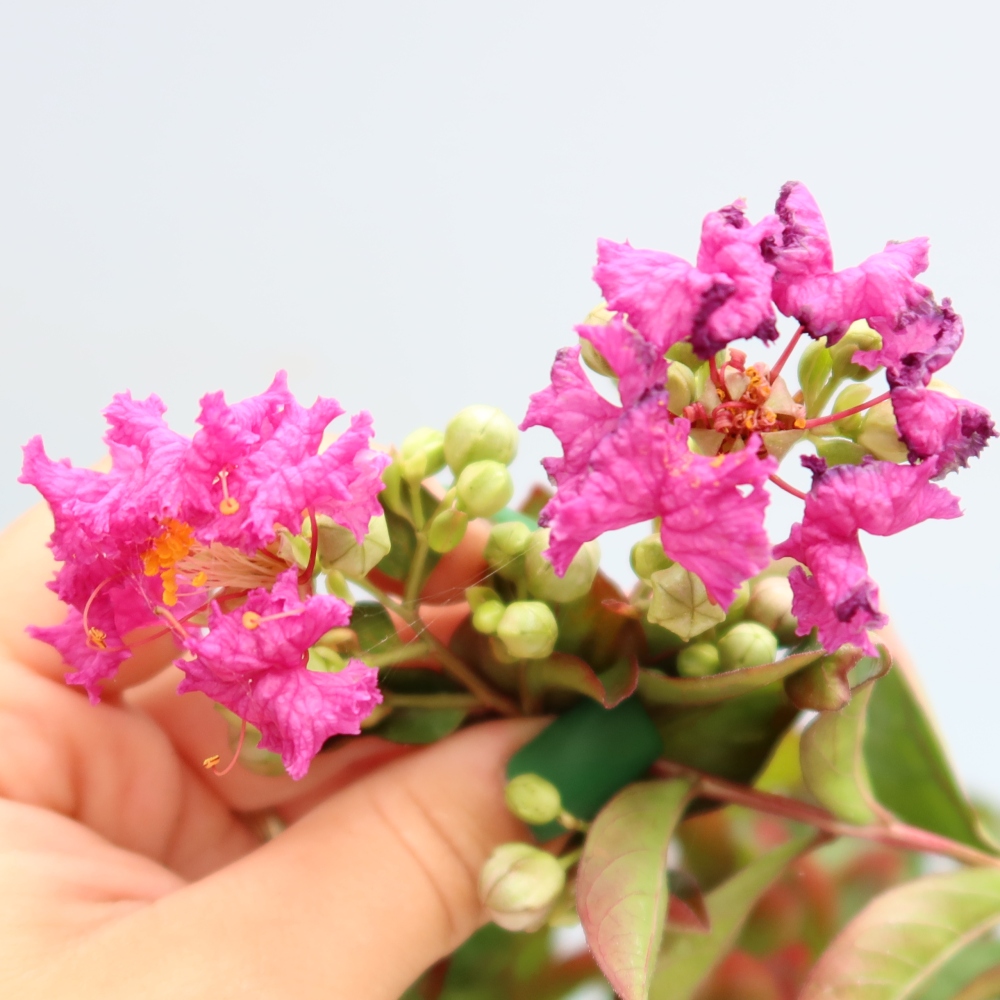 Indoor Bonsai - Lagerstroemia indica - Indian Lilac