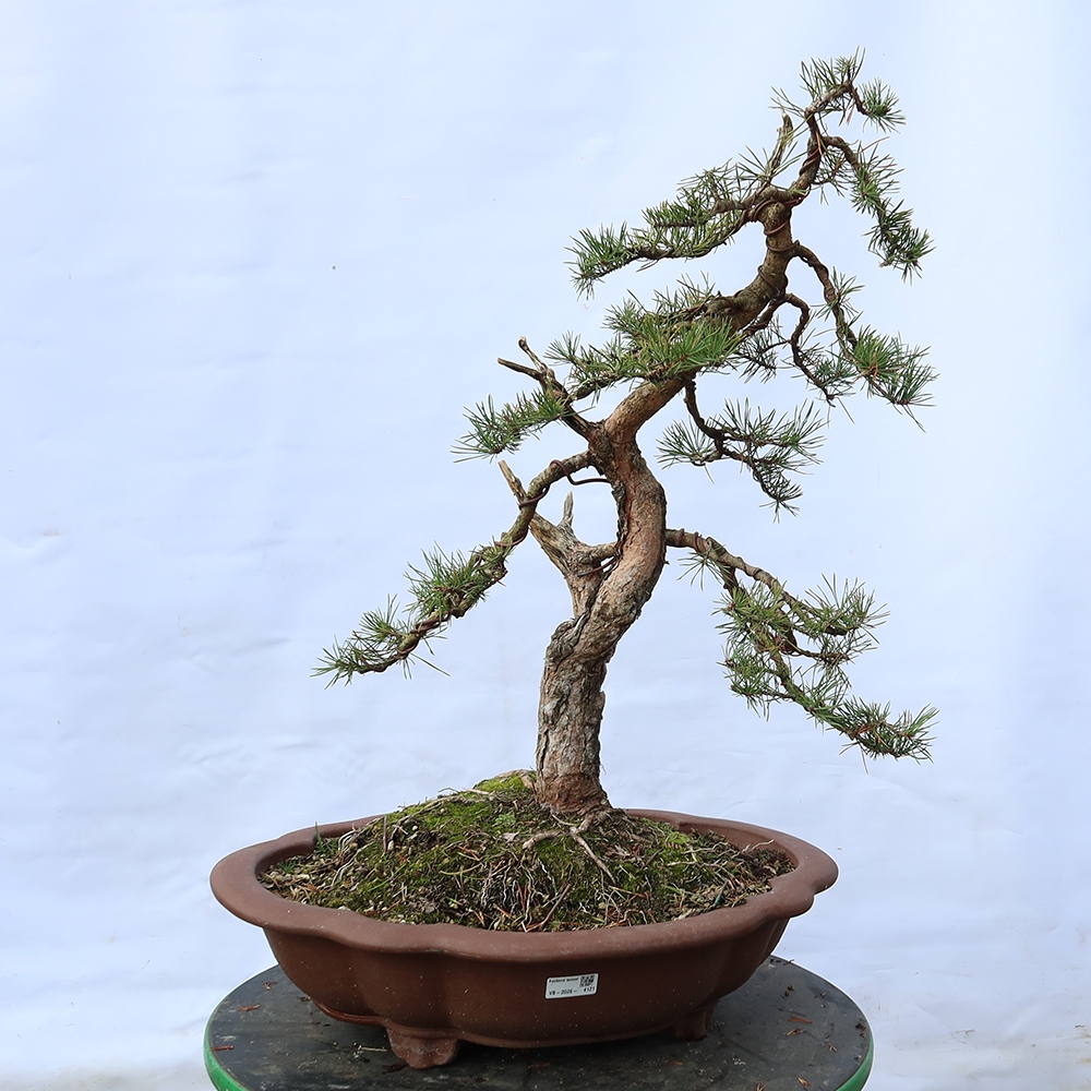 Pinus sylvestris Spain - Scots pine
