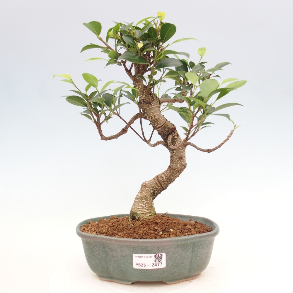 Indoor bonsai - Ficus retusa - small ficus