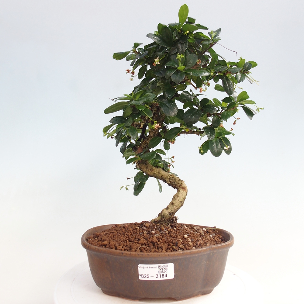 Room bonsai - Carmona macrophylla - Tea fuki
