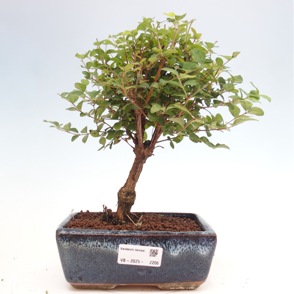 Outdoor bonsai -Symphoricarpos d. Mother Pearl  - Memorial tree