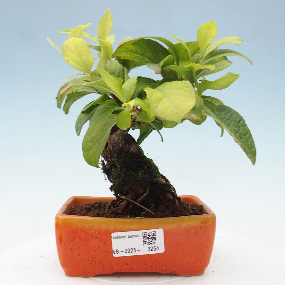 Outdoor bonsai - Celastrus Jesenec