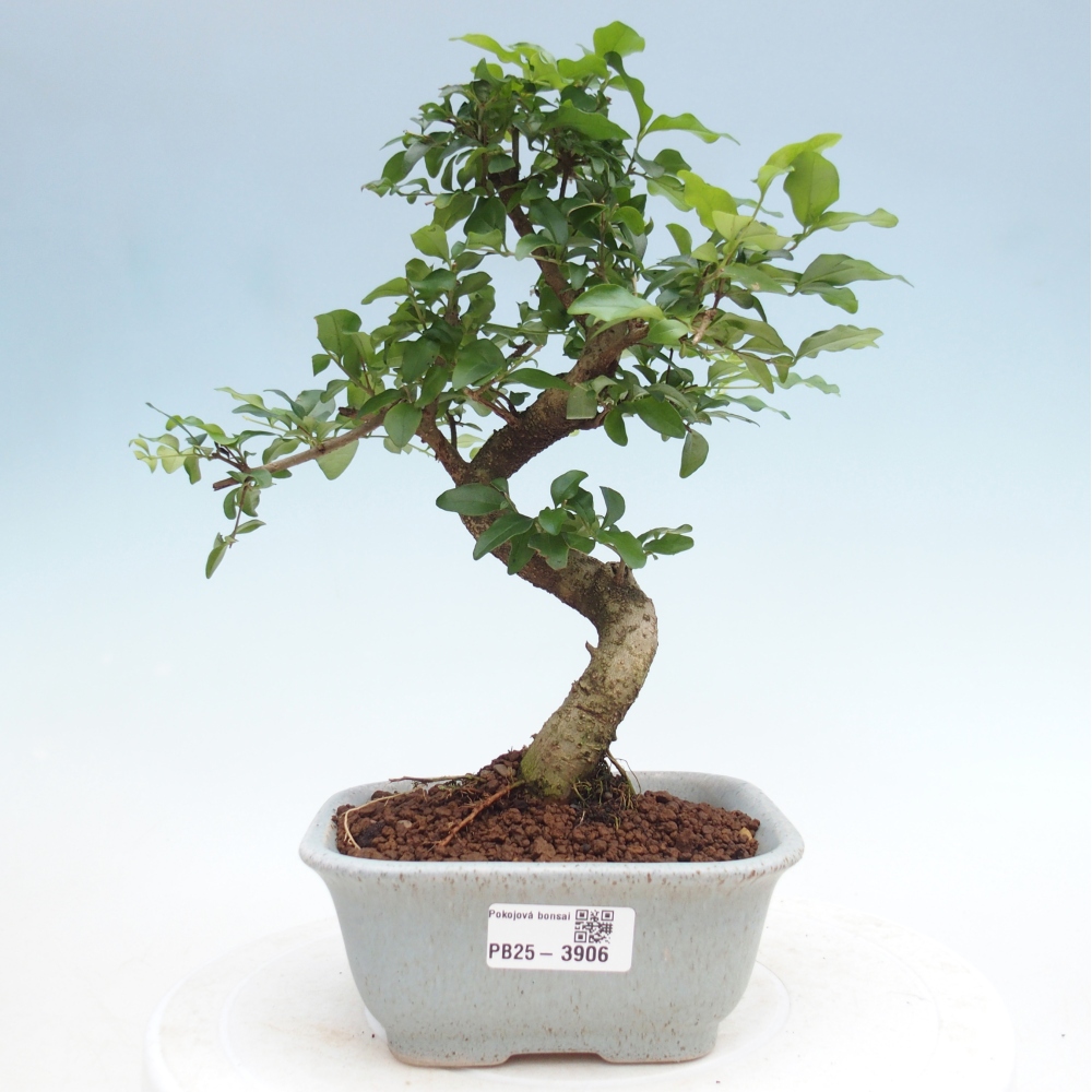 Room bonsai -Ligustrum chinensis - Birds Beak