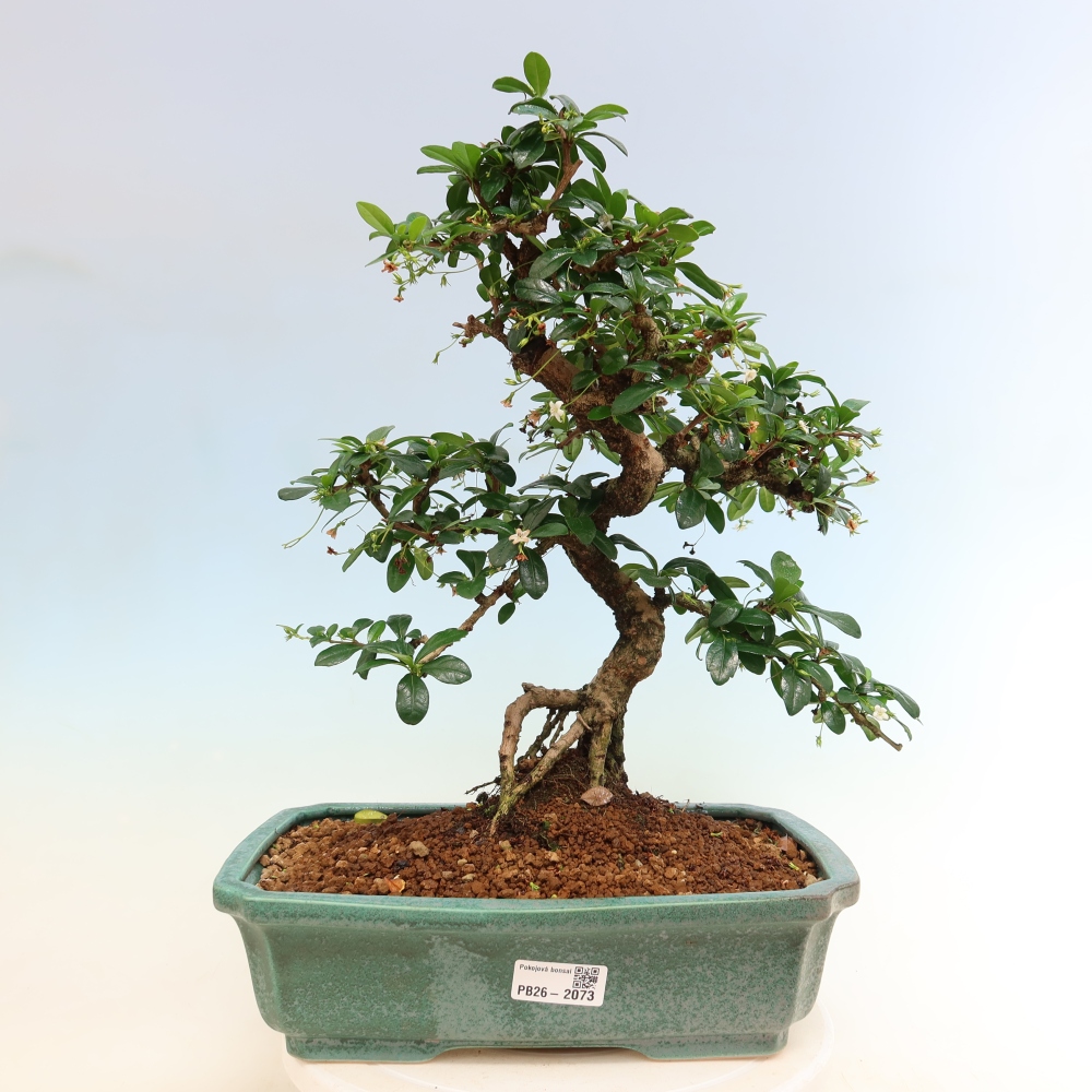 Room bonsai - Carmona macrophylla - Tea fuki