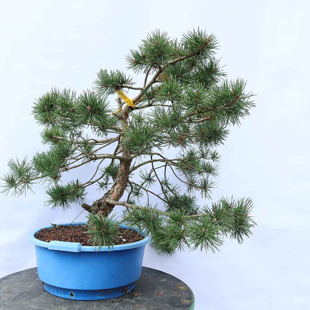 Pinus sylvestris Spain - Scots pine