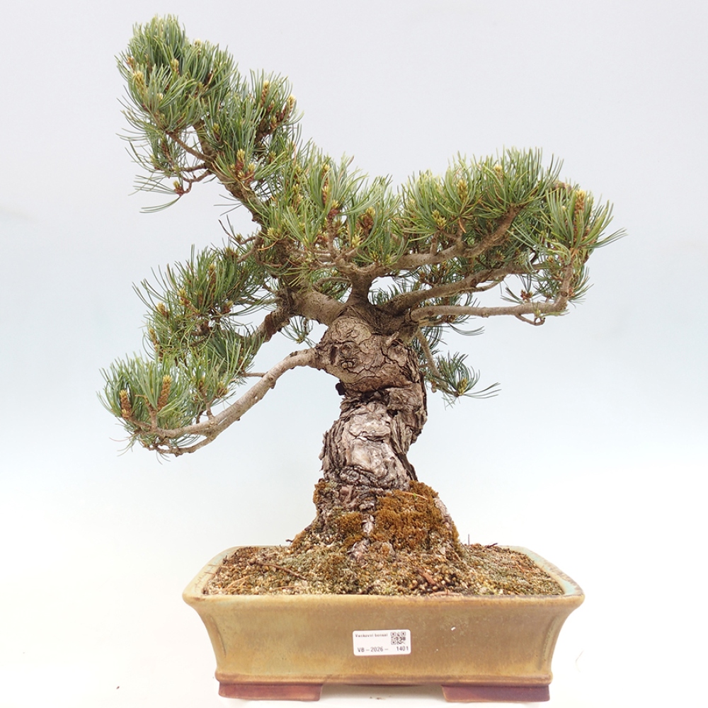 Outdoor bonsai - Pinus parviflora - Pinus parviflora