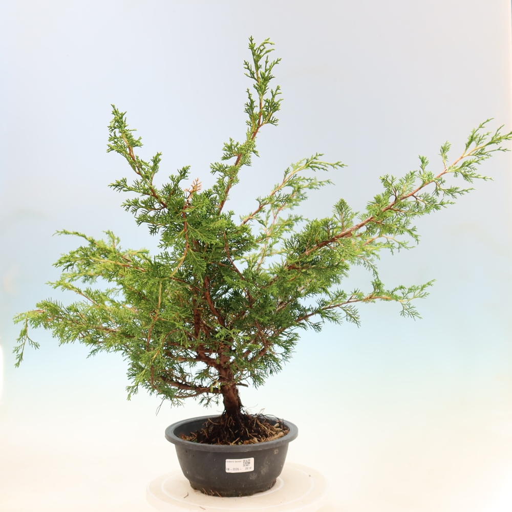 Outdoor bonsai - Juniperus chinensis Itoigawa