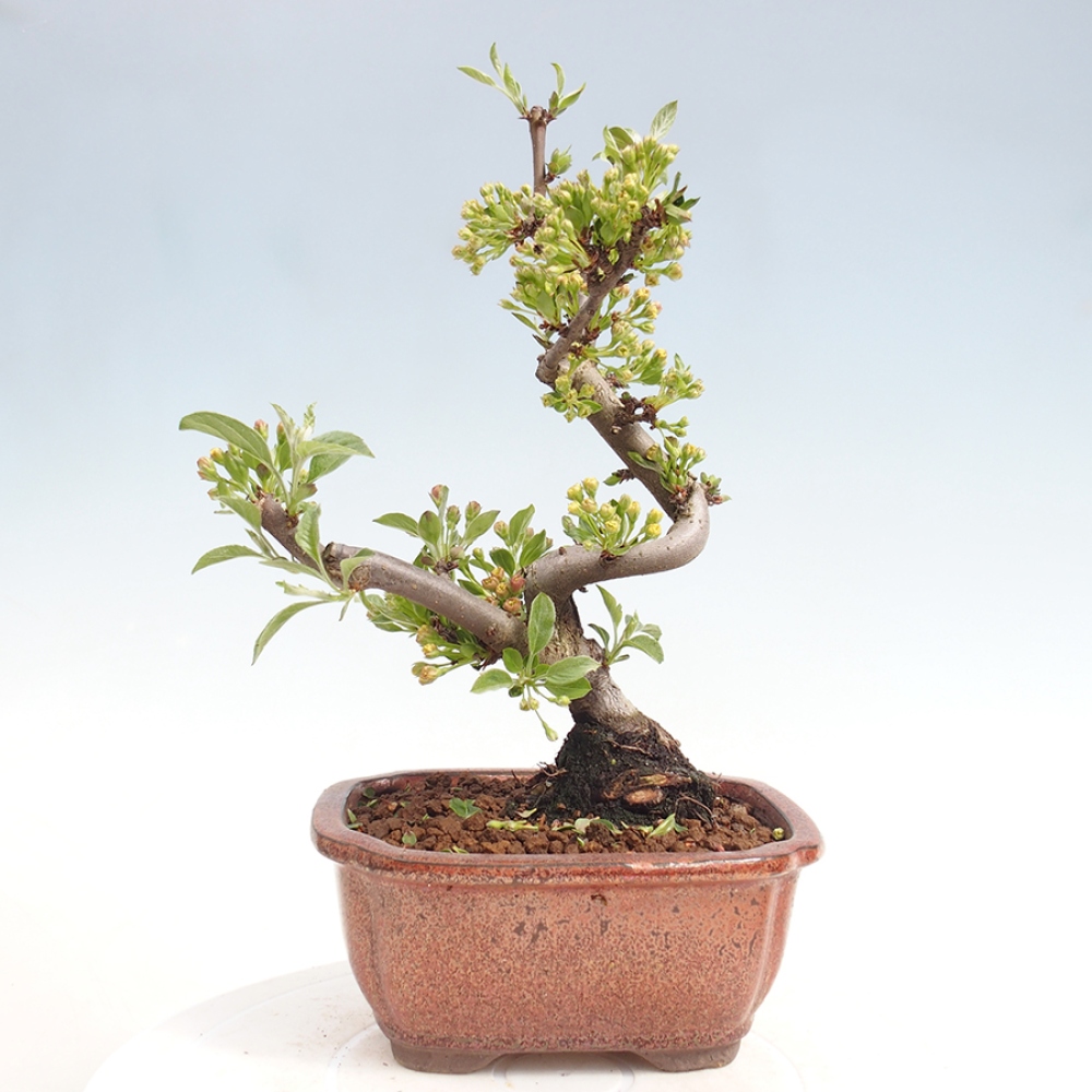 Outdoor bonsai - Malus sargentii - Small-fruited apple tree