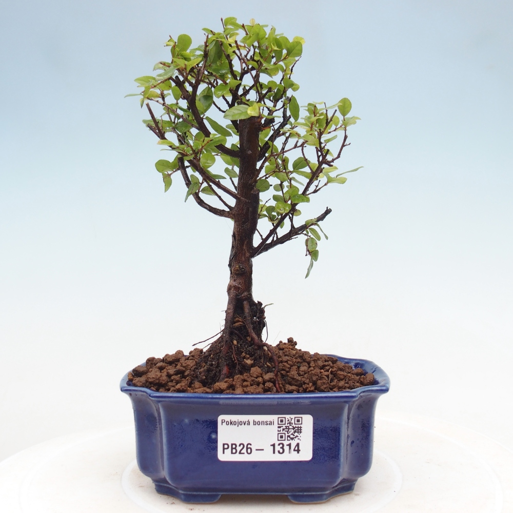 Indoor bonsai - Sagerécie thea - Sagerécie thea