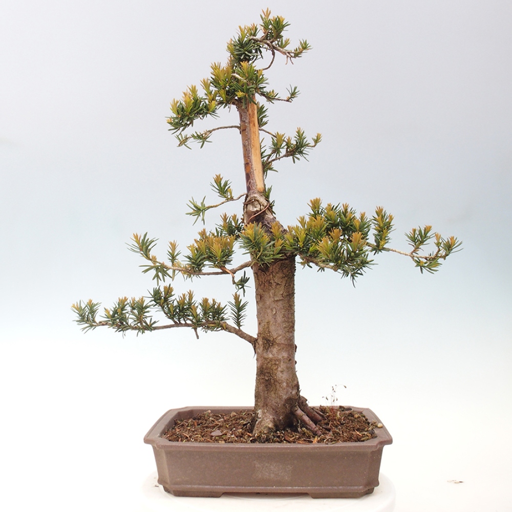 Outdoor bonsai - Taxus cuspidata - Japanese yew