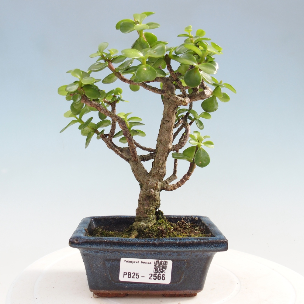 Indoor bonsai - Portulakaria Afra - Tlustice