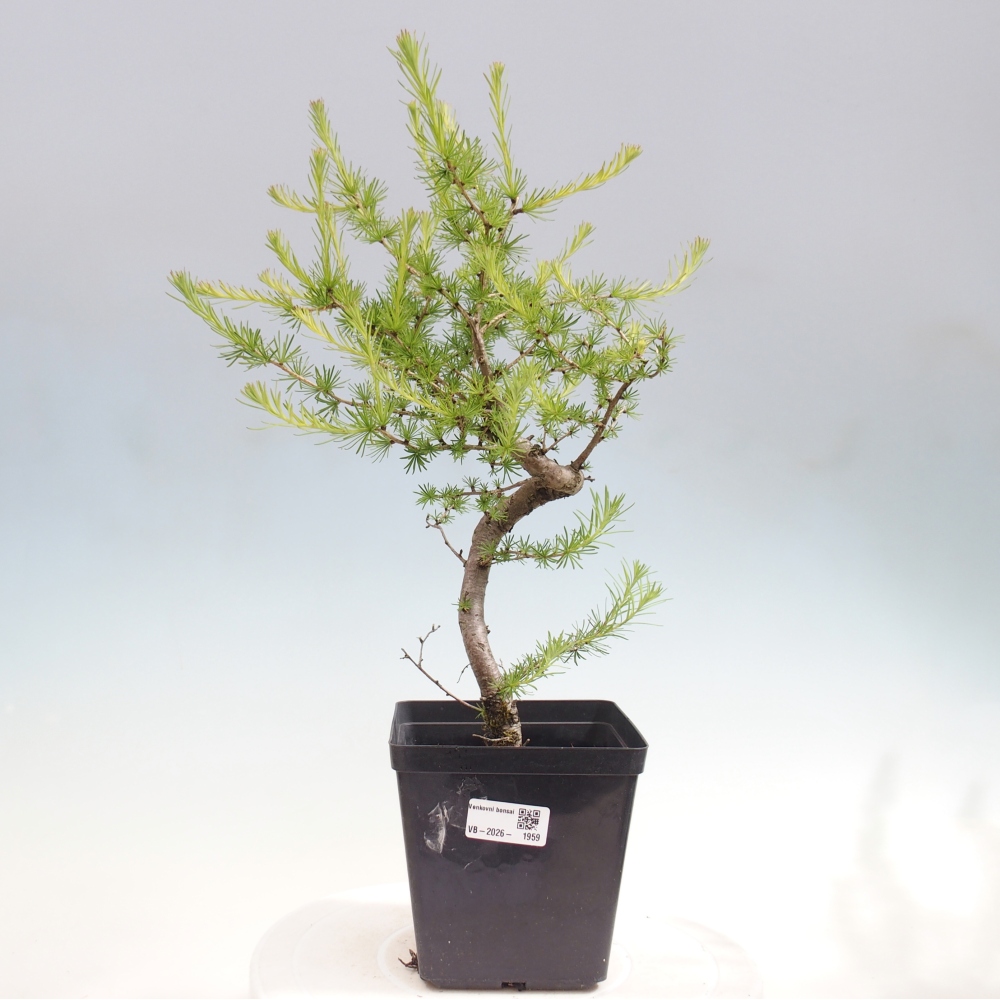 Outdoor bonsai -Larix decidua - Larch