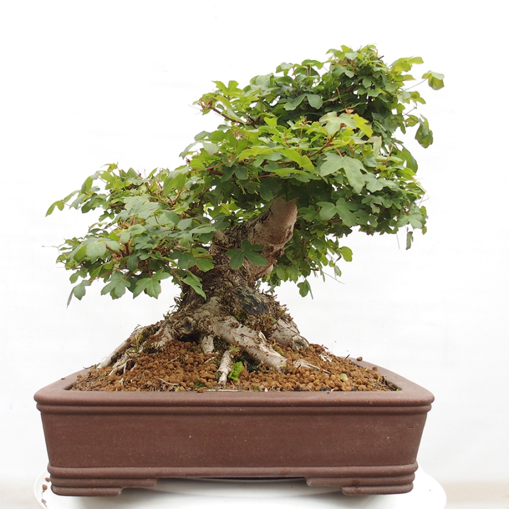 Outdoor bonsai - French Maple - Acer Nonspessulanum