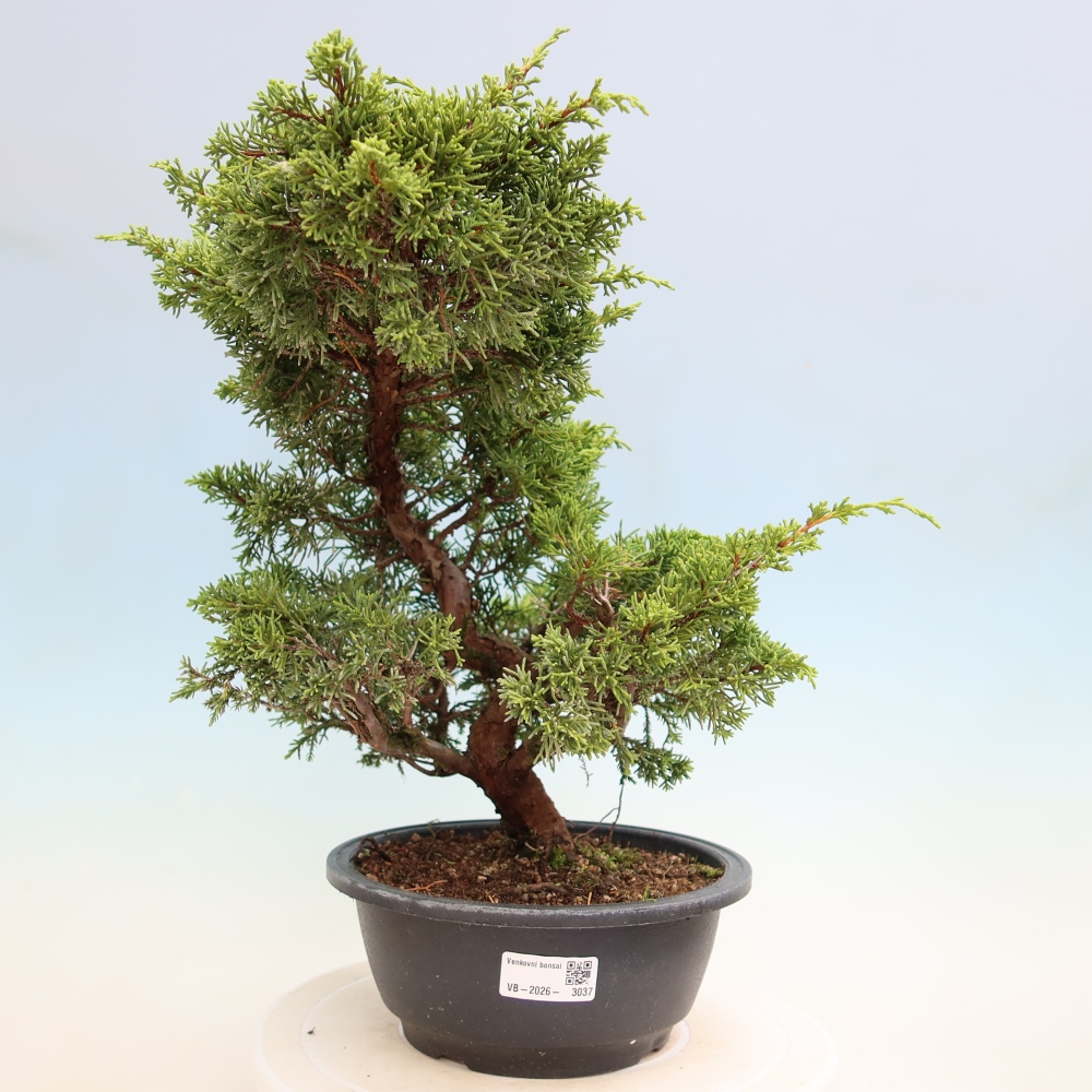 Outdoor Bonsai - Juniperus chinensis Itoigawa - Chinese Juniper