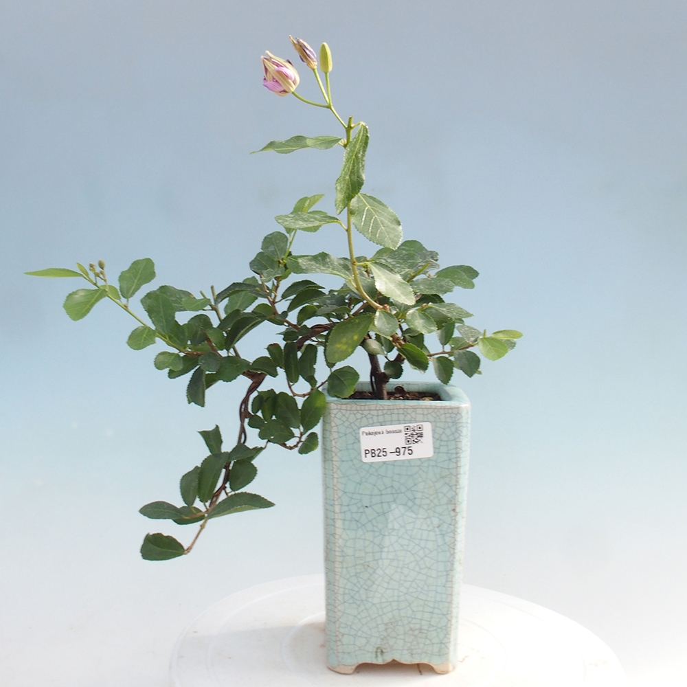 Indoor bonsai - Grewia occidentalis - Lavender star