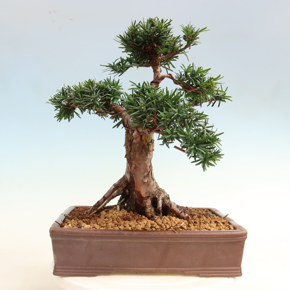 Outdoor Bonsai - Taxus cuspidata  - Japanese Yew