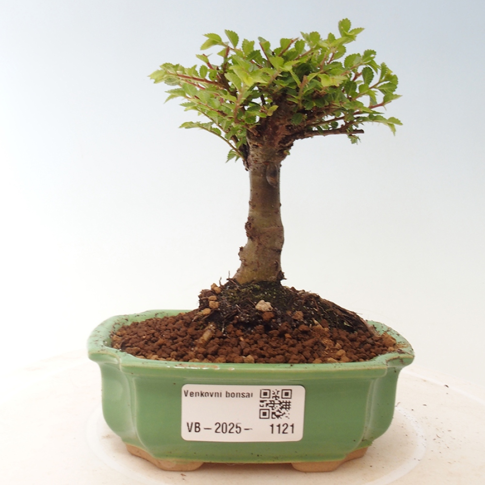 Outdoor bonsai - Ulmus parvifolia Sagei - Small-leaved elm
