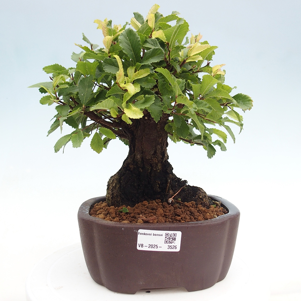 Outdoor bonsai - Zelkova - Zelkova serrata