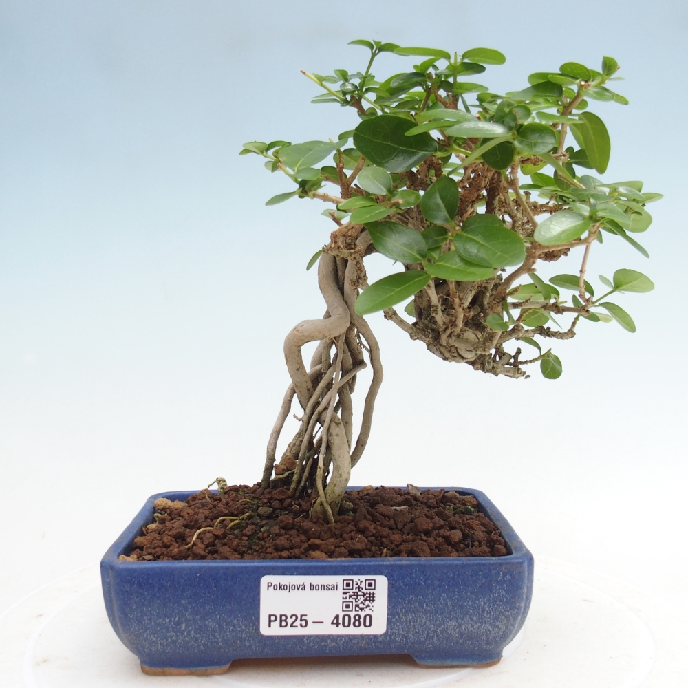 Indoor bonsai - Premna serratifolia - Kozlovna malolista