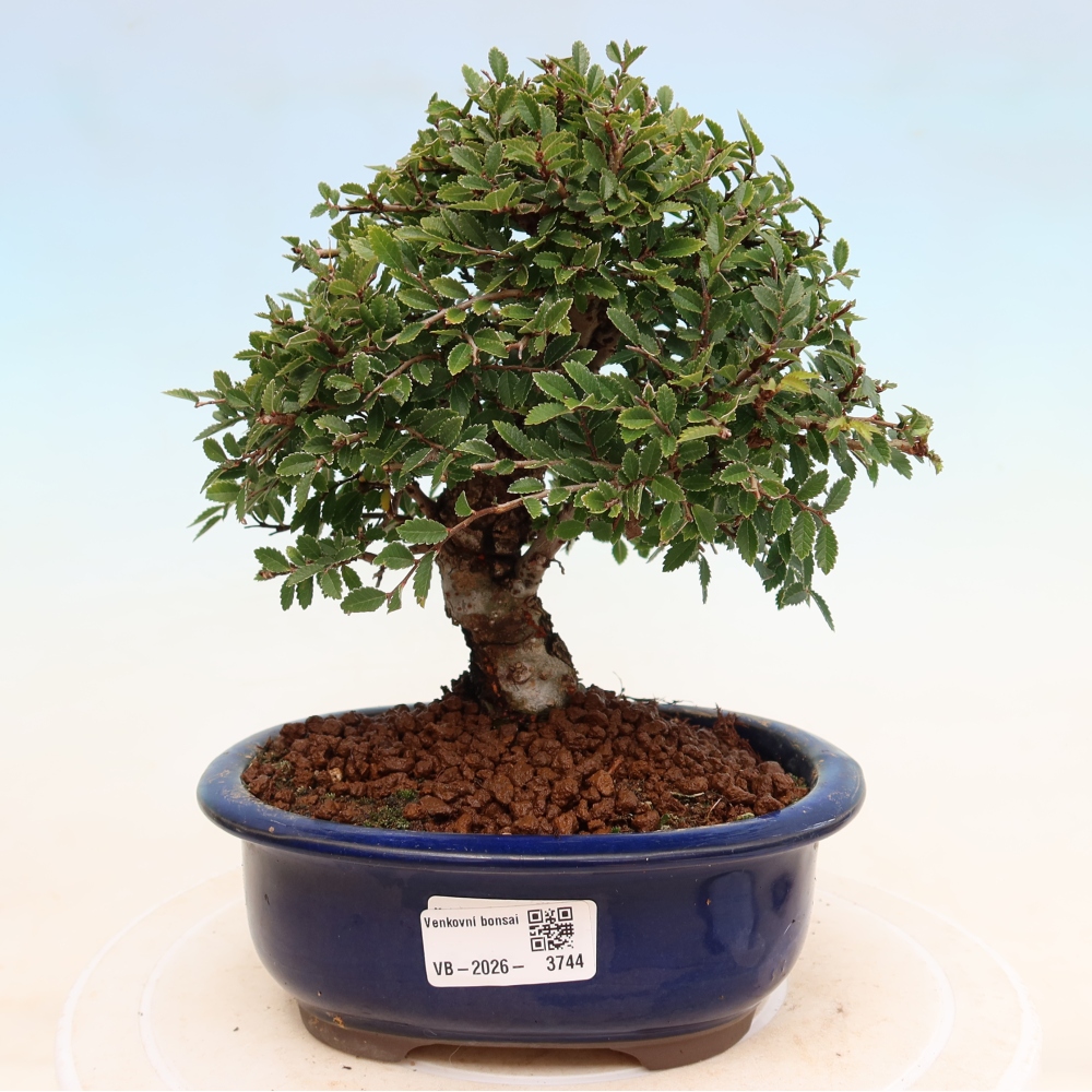 Outdoor bonsai - Zelkova - Zelkova NIRE