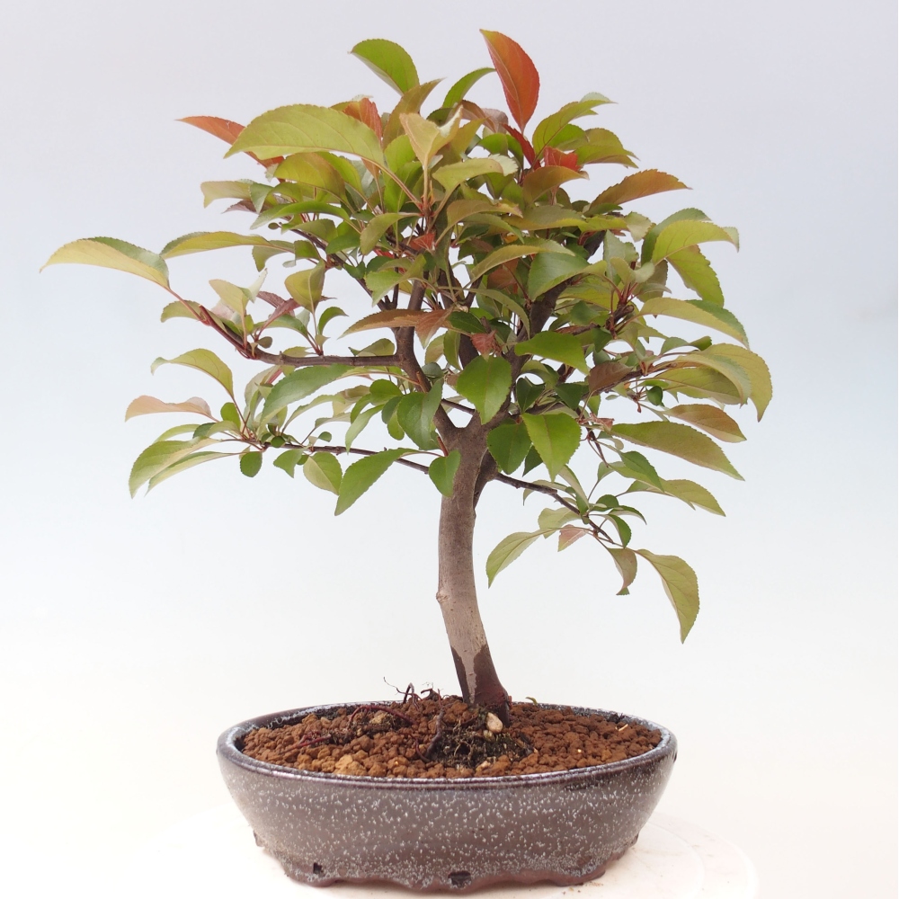 Outdoor bonsai - Malus domestica - Small-fruited red-leaved apple tree