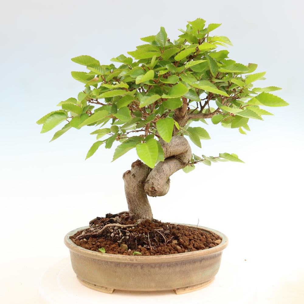 Outdoor bonsai -Carpinus coreana - Korean Hornbeam