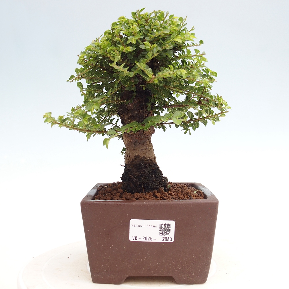 Outdoor bonsai - Ulmus parvifolia Hokkaido - Chinese elm