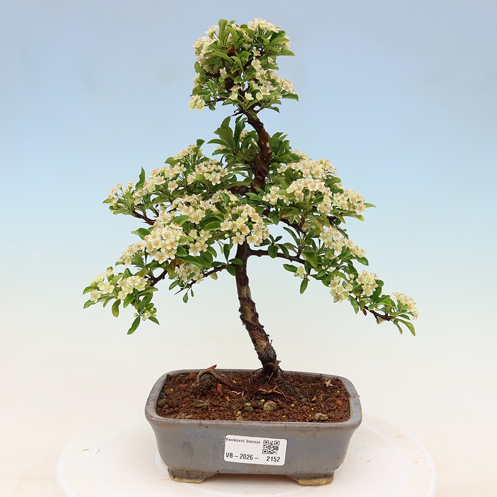 Outdoor Bonsai - Pyracantha teton - Scarlet Firethorn