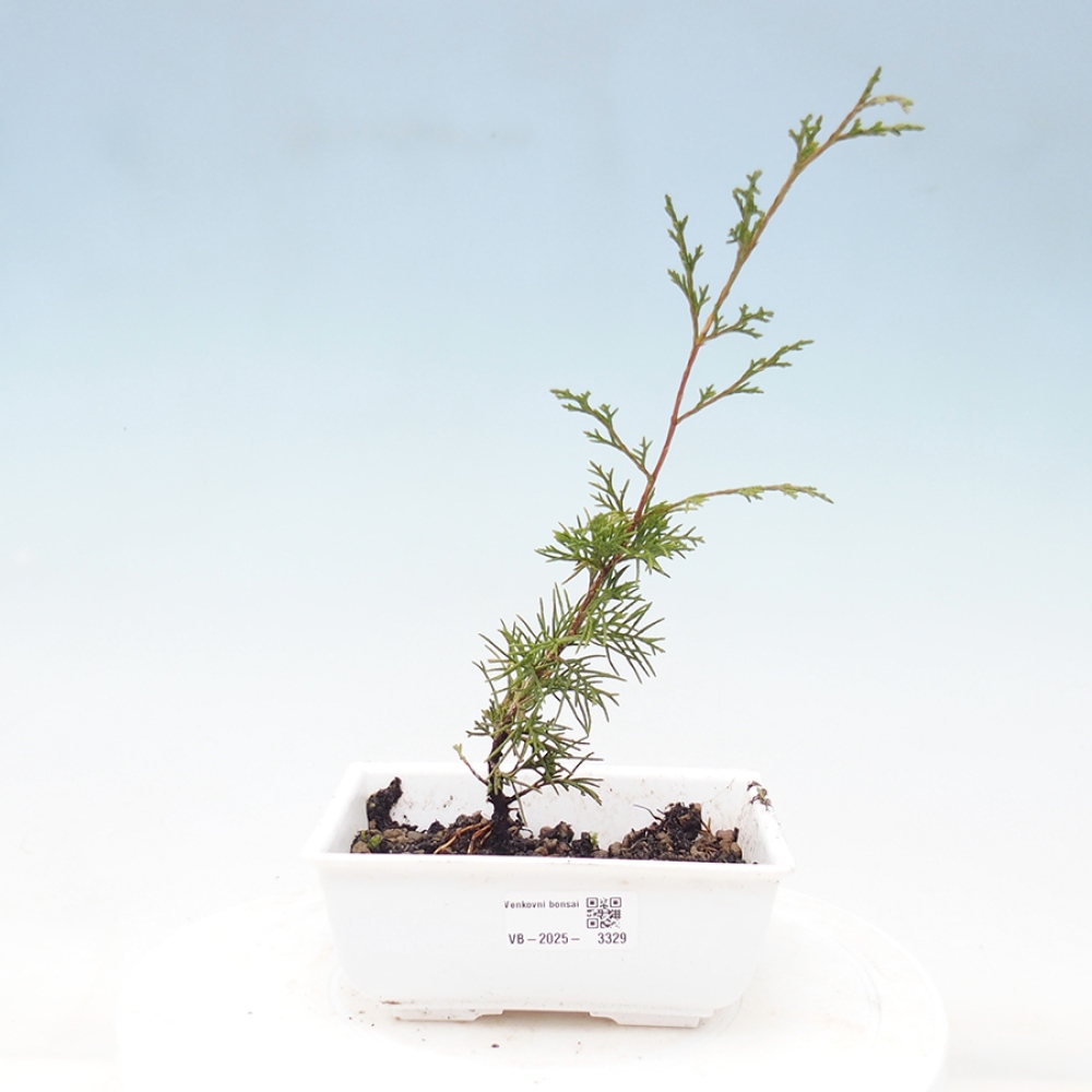 Outdoor bonsai - Juniperus chinensis Itoigawa - Chinese juniper