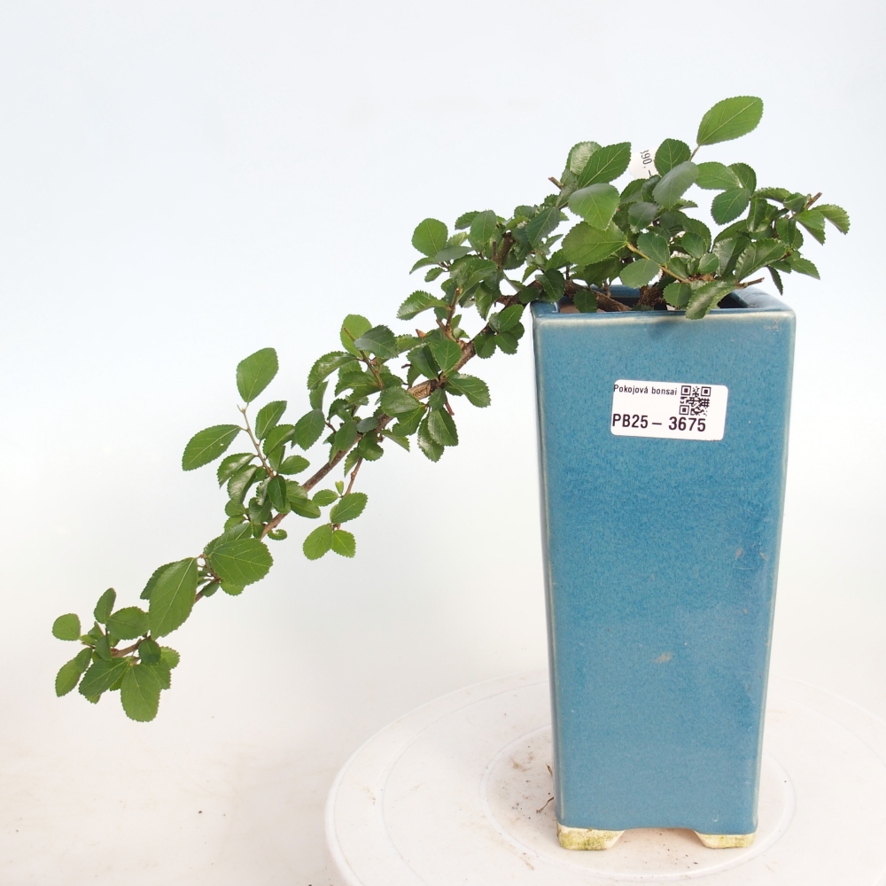 Indoor bonsai - Grewia occidentalis - Lavender Starfish