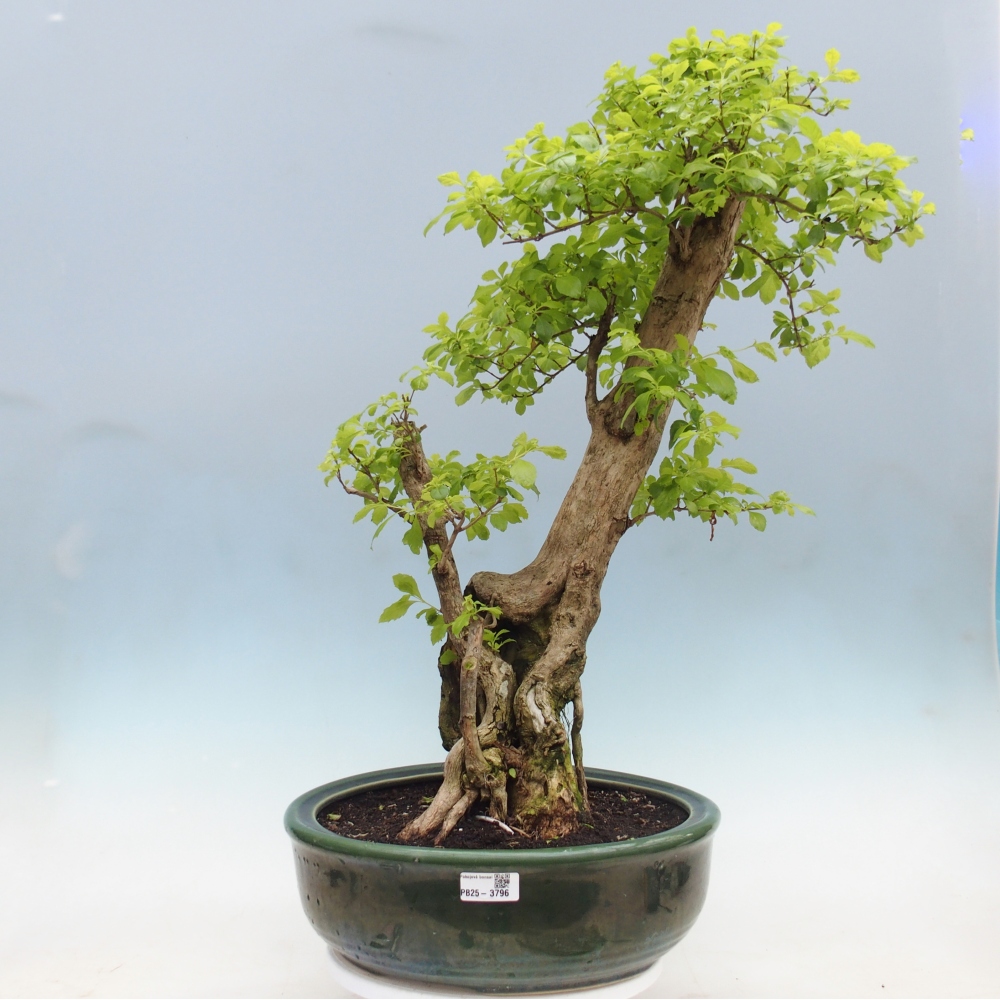 Room bonsai - Duranta erecta Aurea - PERSONAL COLLECTION ONLY or pallet transport