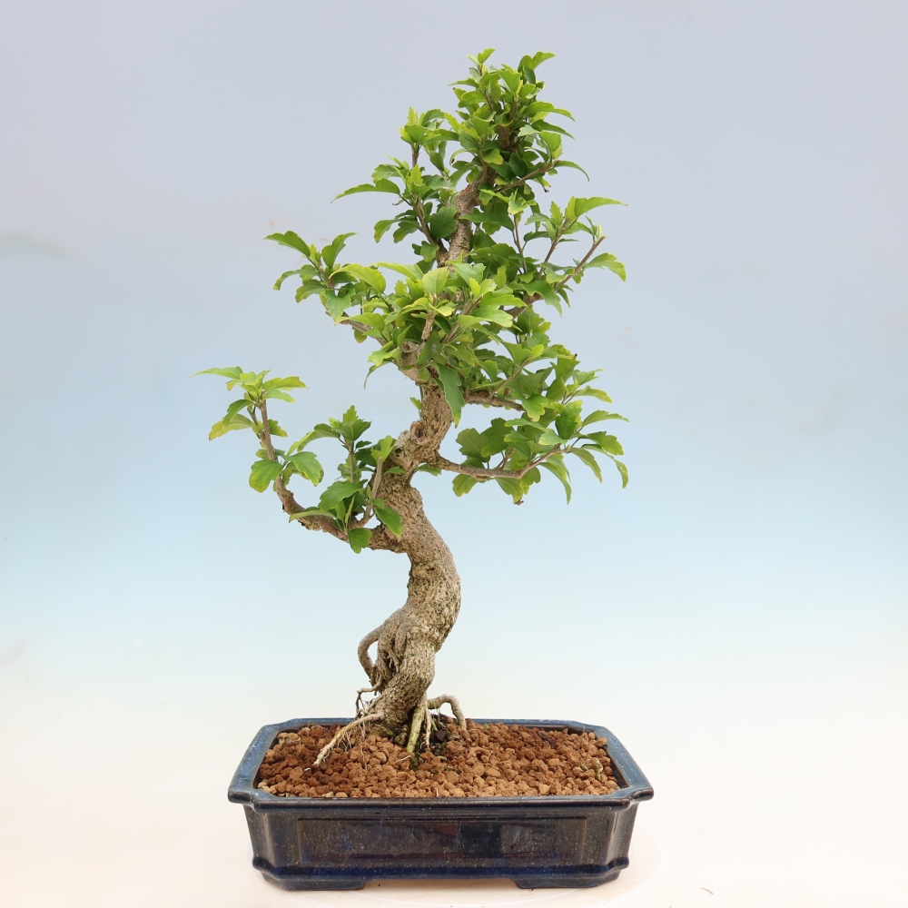 Outdoor Bonsai - Hibiscus syriacus - Syrian Hibiscus