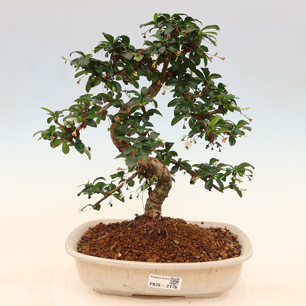 Room bonsai - Carmona macrophylla - Tea fuki
