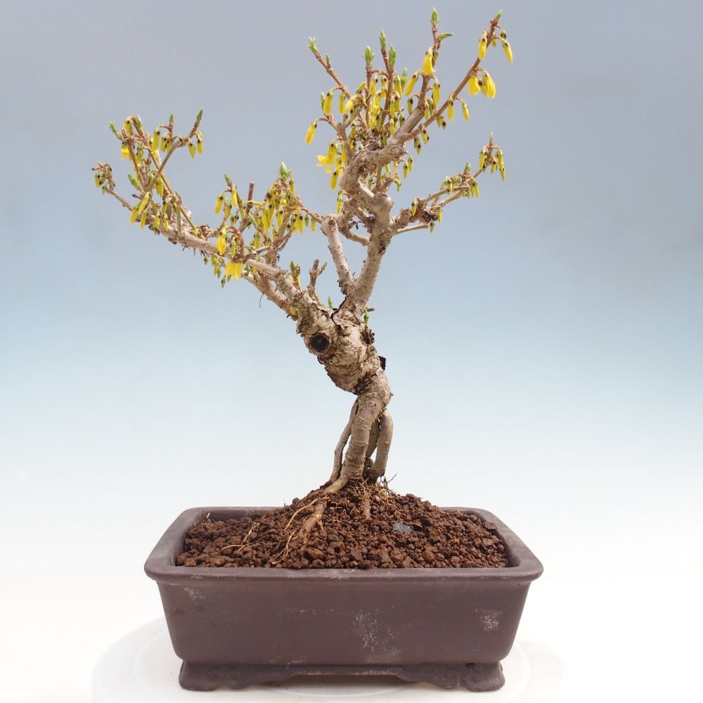 Outdoor bonsai - Zlatice - Forsythia koreana