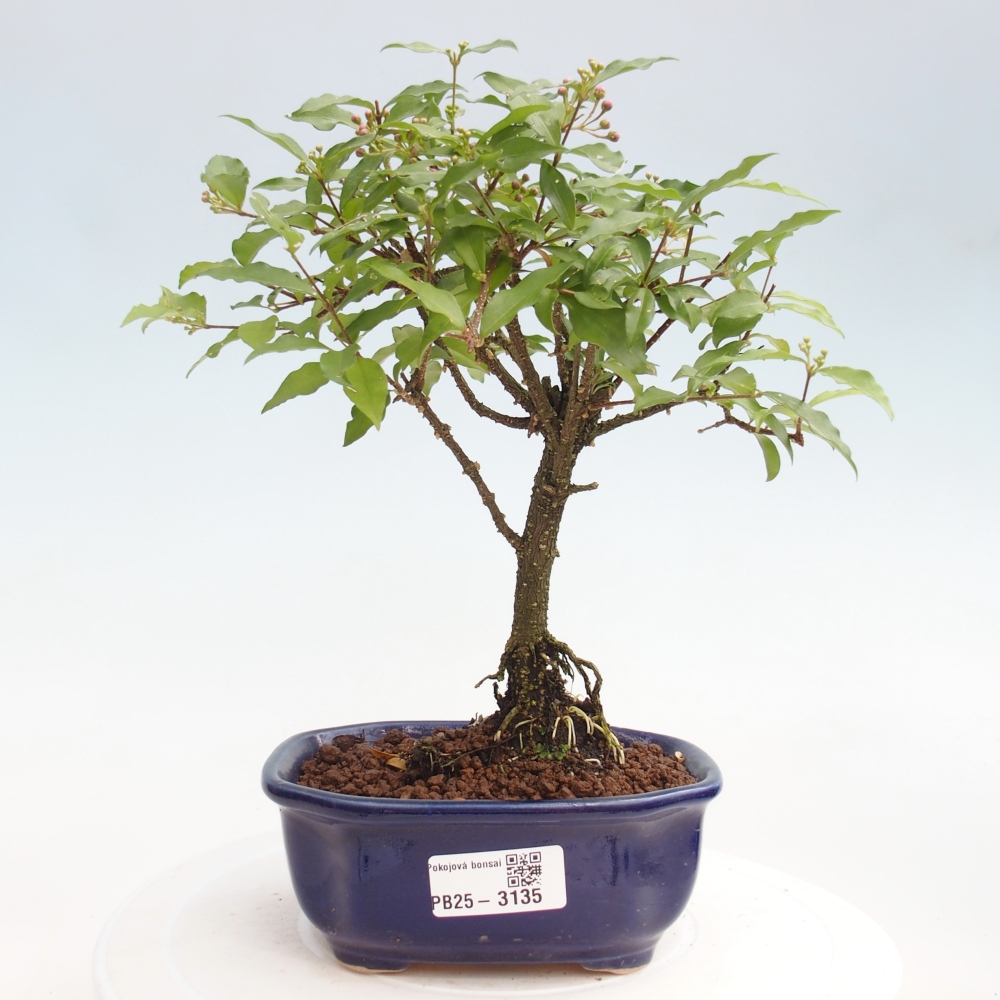 Room bonsai - Malpighia coccigera- Barbdorian cherry