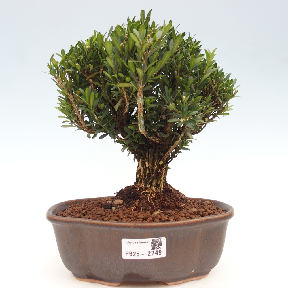 Indoor bonsai - Buxus harlandii - Cork boxwood