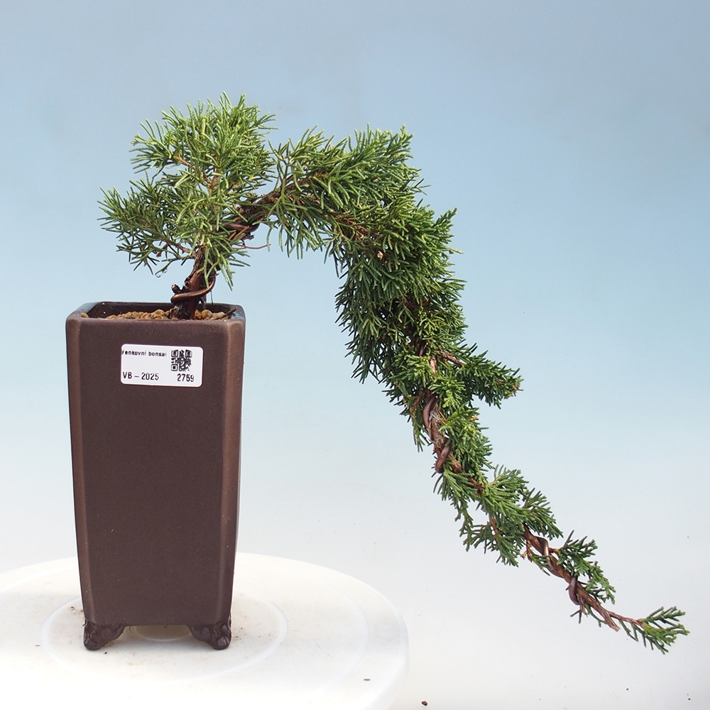 Outdoor bonsai - Juniperus chinensis Kishu - Chinese Juniper