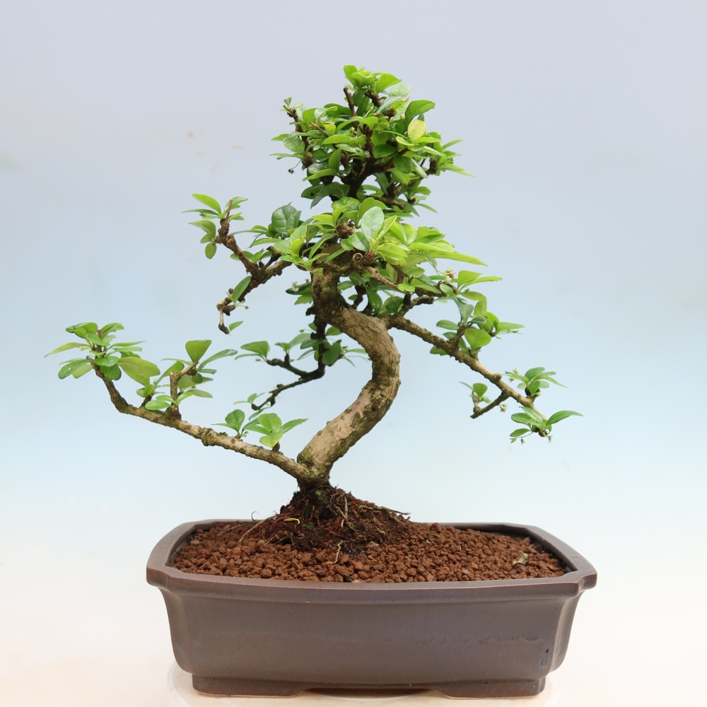 Room bonsai - Carmona macrophylla - Tea fuki