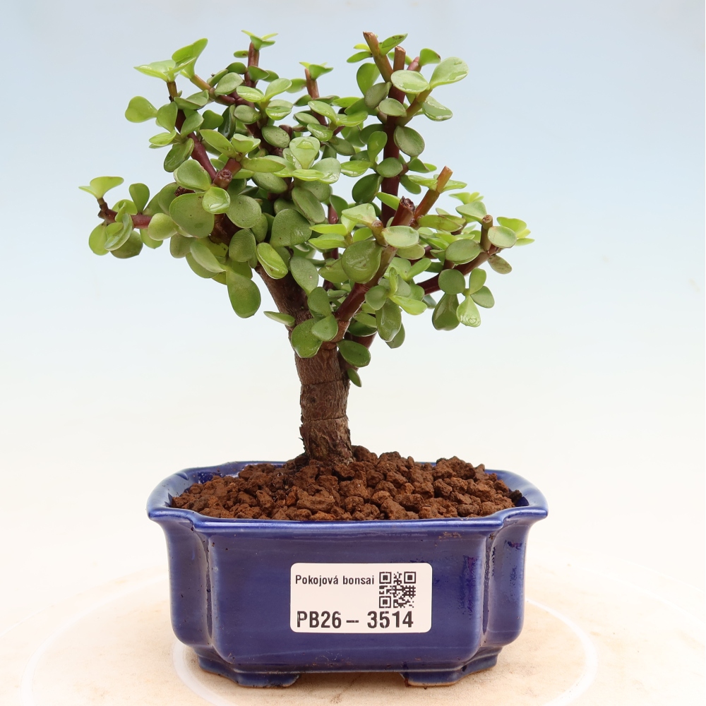 Room bonsai - Portulakaria Afra - Tlustice