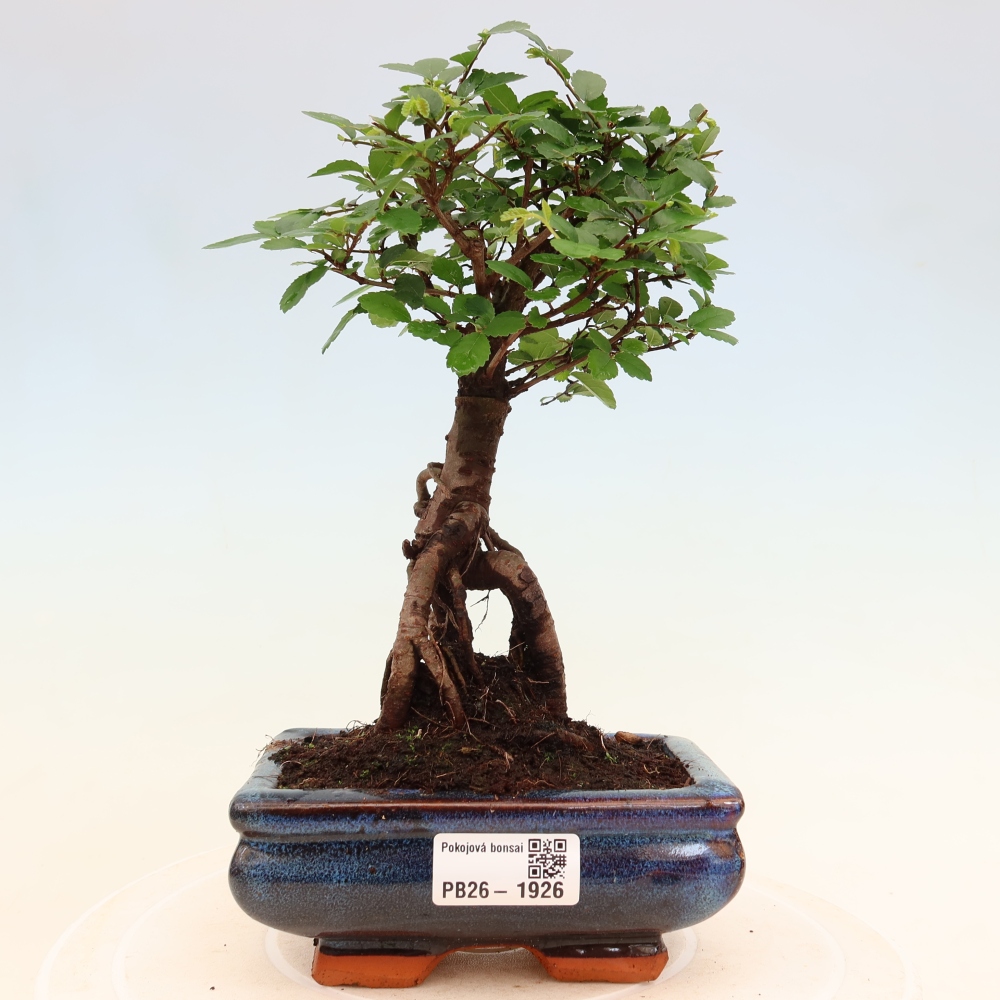 Room bonsai - Ulmus parvifolia - Small-leaved elm