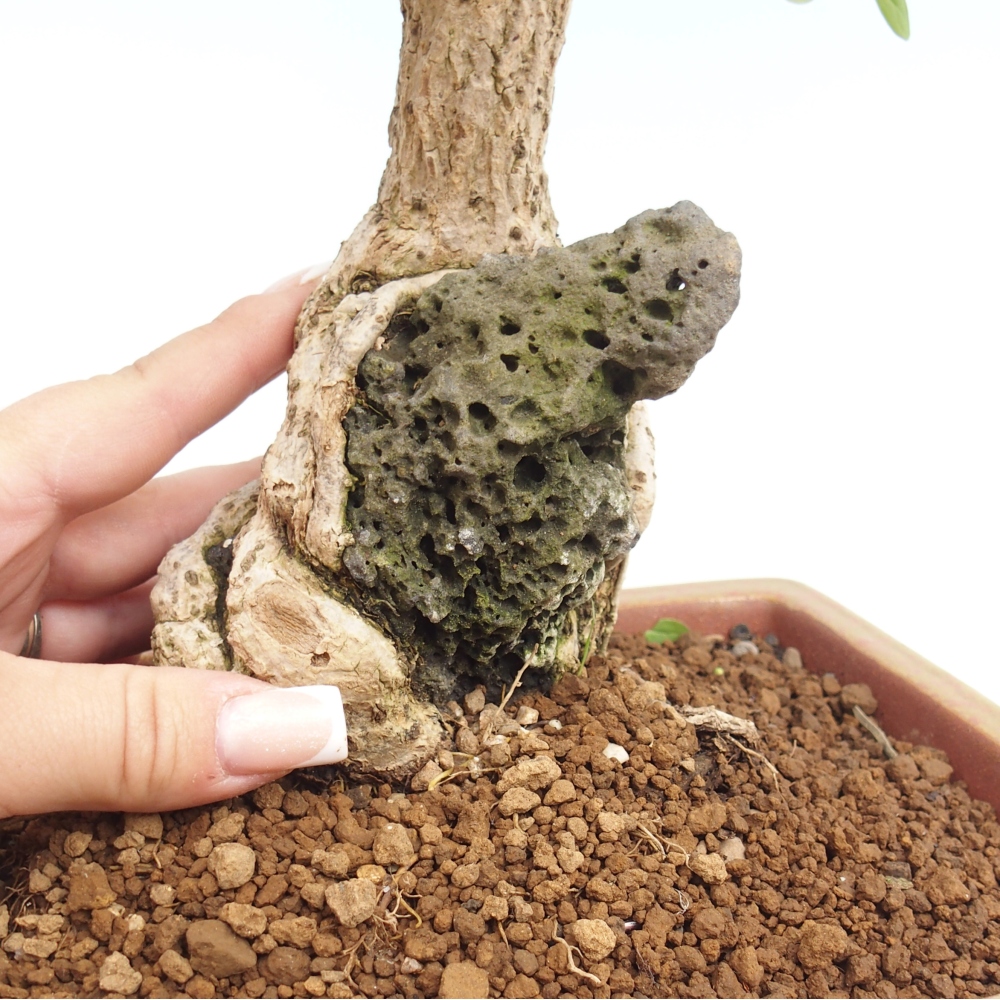 Outdoor bonsai - Berberis coreana