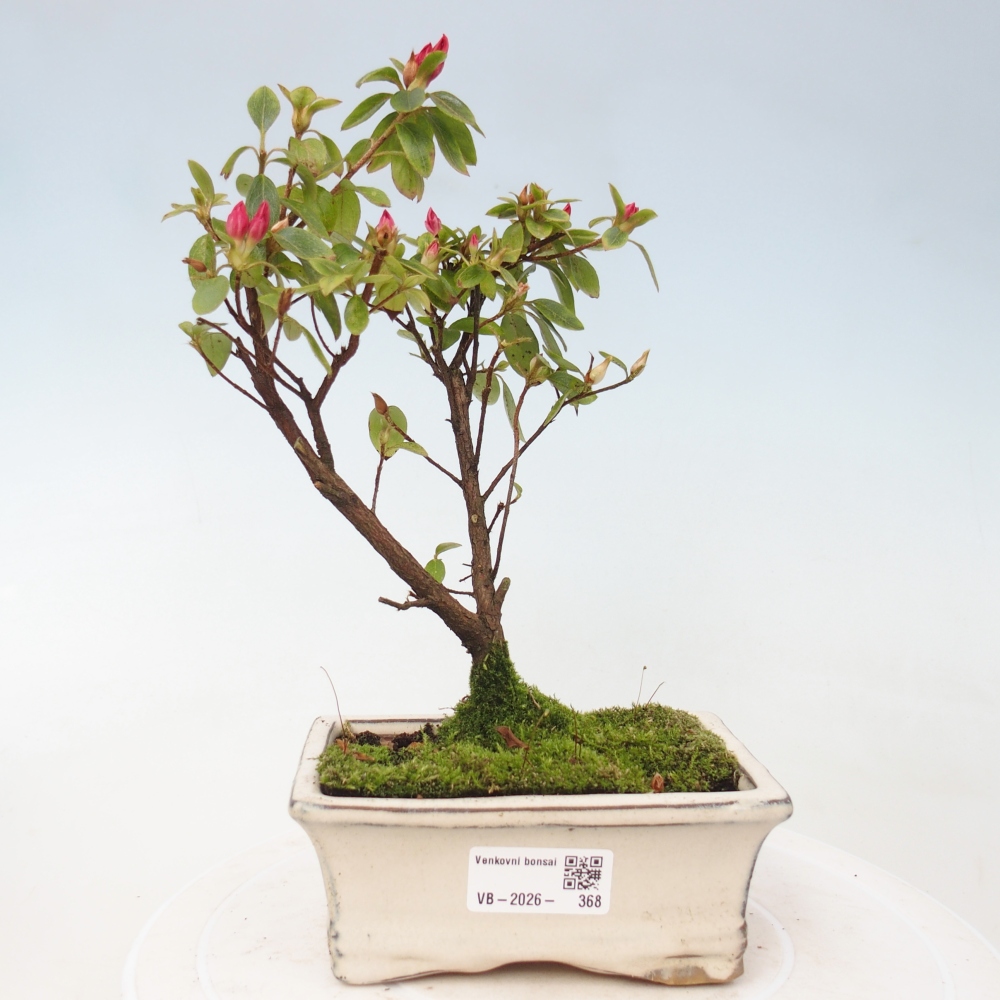 Outdoor bonsai - Japanese azalea - Azalea sp.