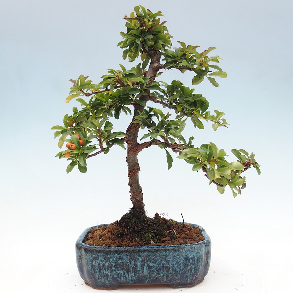 Outdoor bonsai-Pyracantha Teton -Hlox